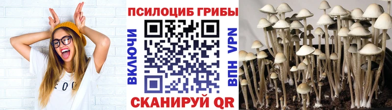 Купить закладки  Верхняя Пышма  Псилоцибиновые грибы GOLDEN TEACHER 